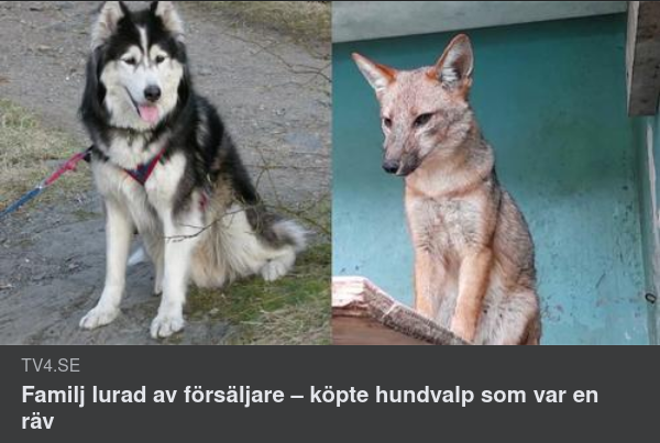 Rävig Hundaffär I Chile