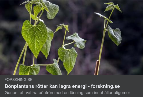 Energilagrande Bönplanterötter