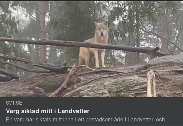 Stjärnvarg I Landvetter