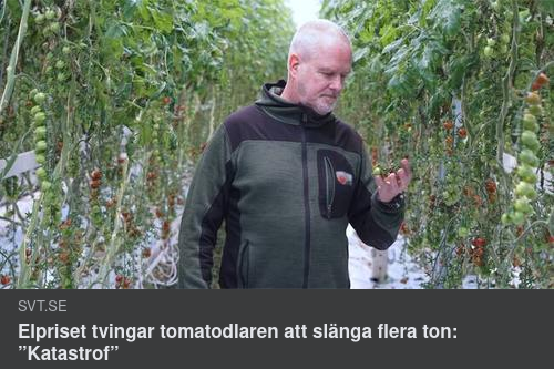 Elprisdrabbad Tomatodling