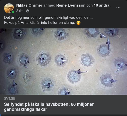 Genomskinliga Antarktisfiskar