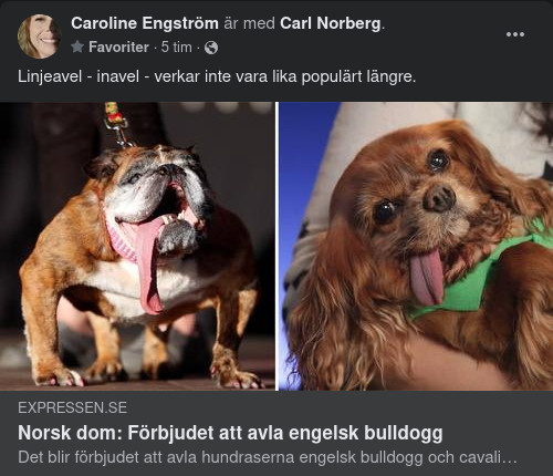 Norskt Avelsförbud