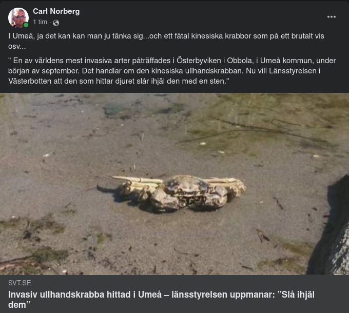 Kinesiska Krabbor I Umeå