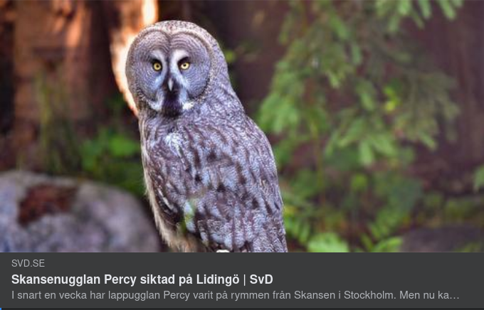 Skansenugglan Percy Siktad