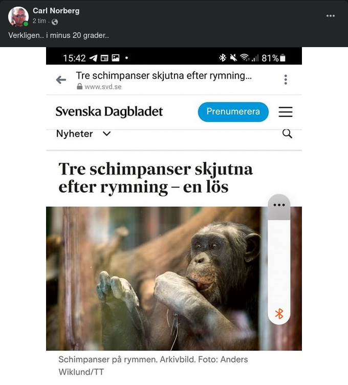 Förrymda Schimpanser Mördade