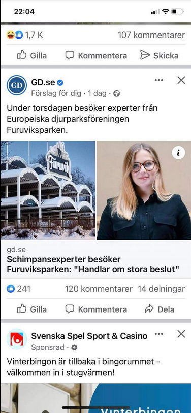 Schimpansexperter Till Furuviksparken För Stora Beslut