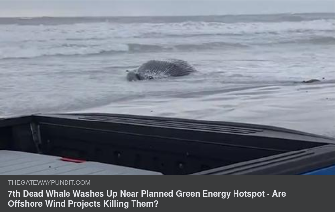 Döda Valar & Havsvindkraftsparker