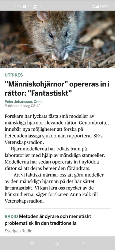 Odlade Mänskliga Hjärnmodeller Inopererade I Råttor