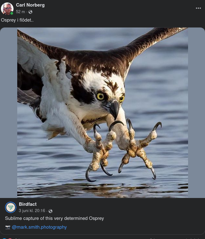Flödande Osprey