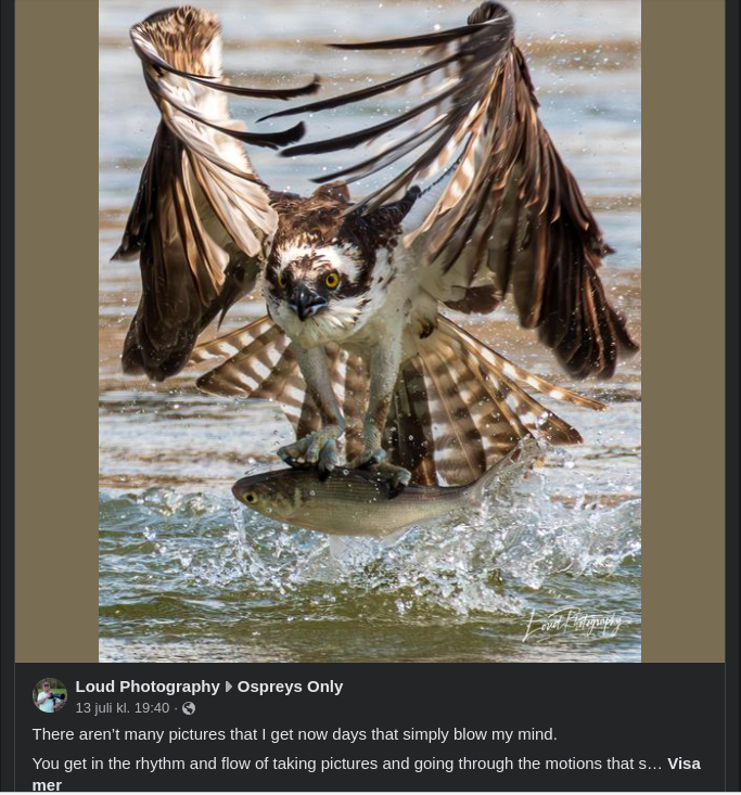 Dålig Dag Att Vara Fisk