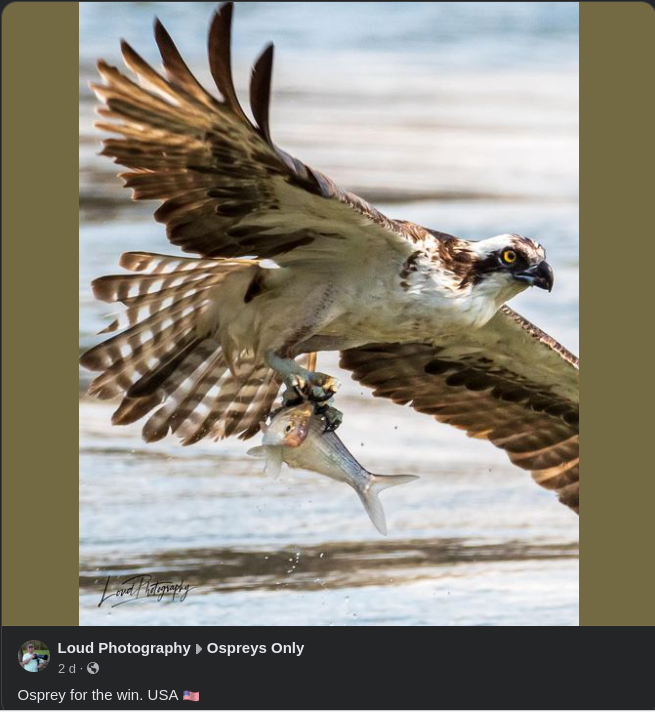 Osprey
