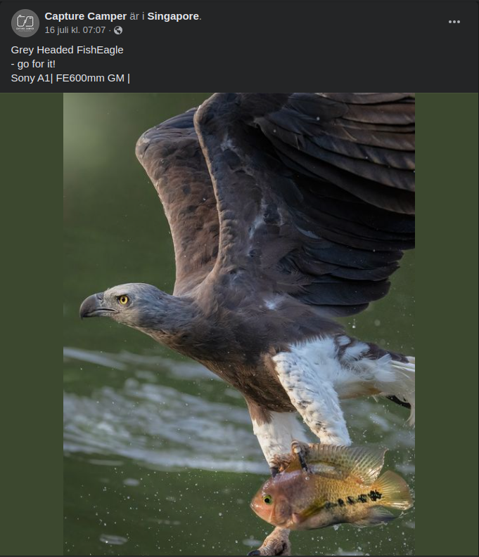 Fågel Fisk Eller Båt..