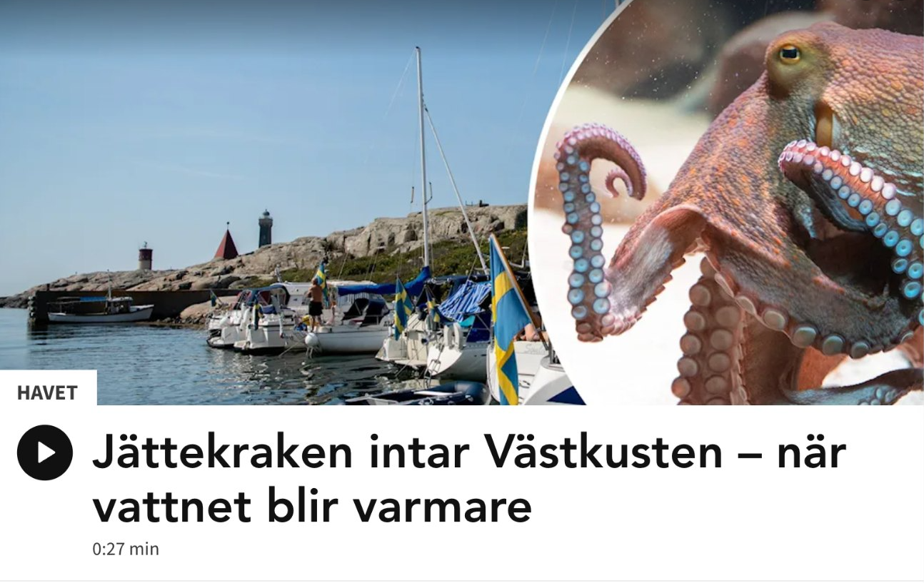 Jättekraken Intar Västkusten