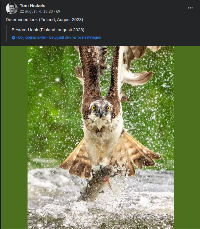 Bestämd Blick & Otroliga Jaktegenskaper