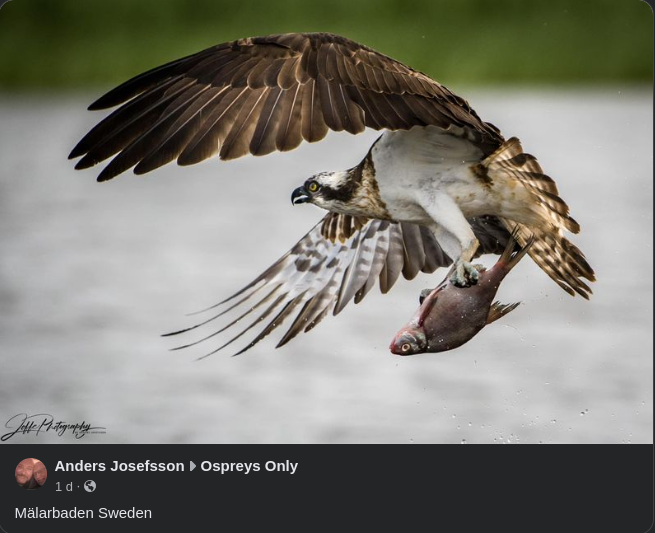 Fiskgjuse I Mälarbaden
