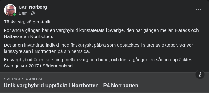 Upptäckt Varghybrid I Norrbotten