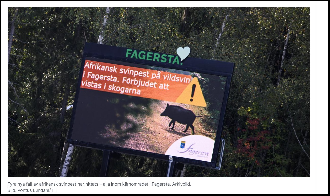 Fortsatt Afrikansk Svinpest