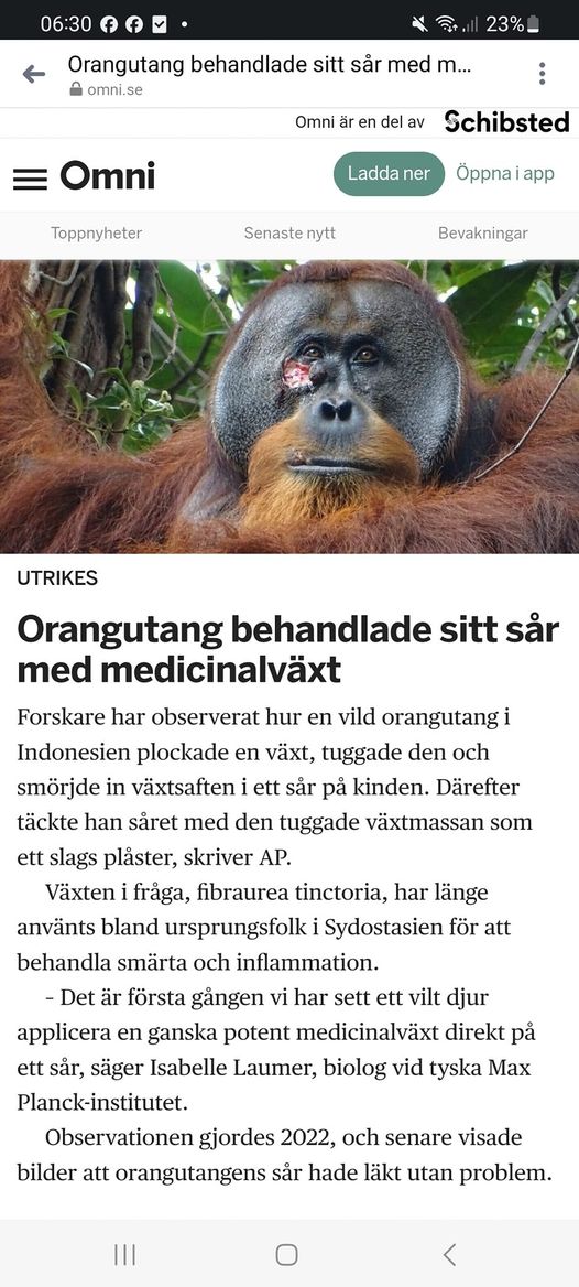 Medicinalväxtsanvändande Orangutang