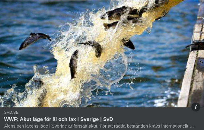 Vandrande Fiskar & Reglerade Älvar