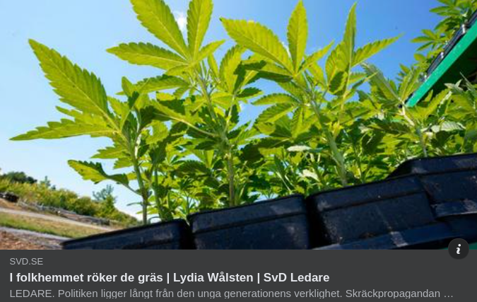 Gräsrökning I Folkhemmet Som Söndagsläsning I SvD