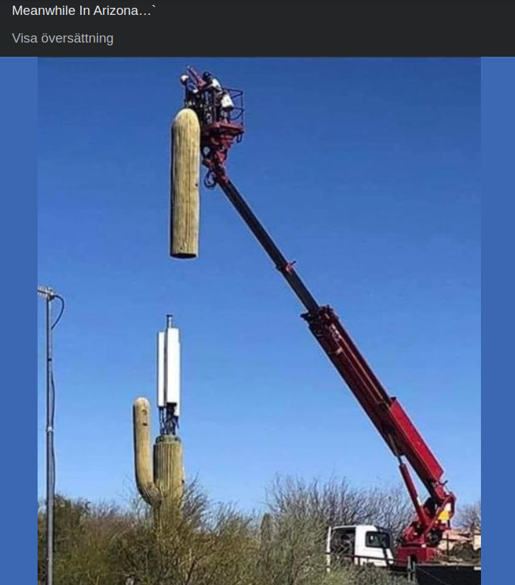 Kaktusantenn I Arizona