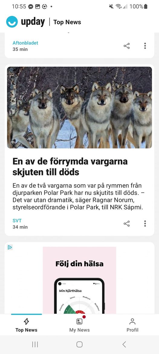 Förrymd Varg Dödad