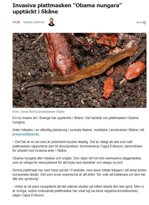 Plattmasken Obama Nungara