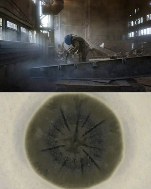 Gammastrålningsätande Svamp