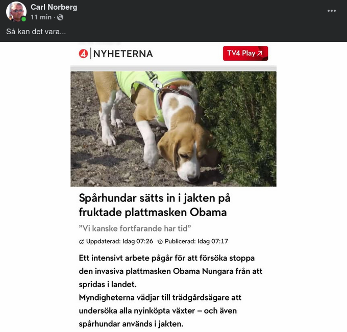 Spårhundar Jagar Plattmasken Obama